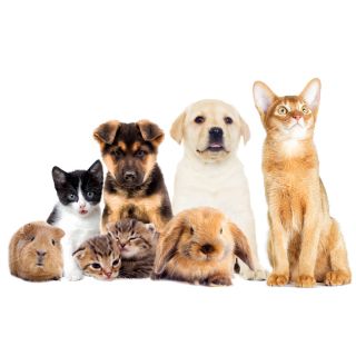 Esperienza senza Stress 